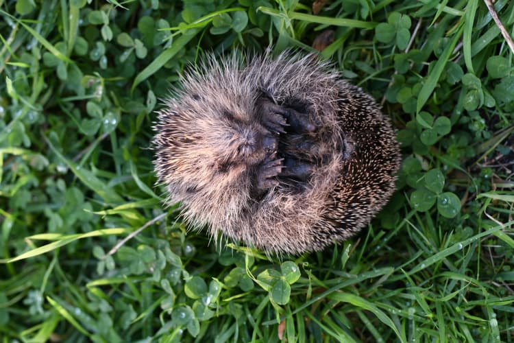 Curled Hedgehog in Grass