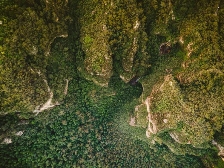 Lush Aerial Forest Canopy