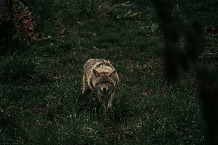 Prowling Wolf in Grass