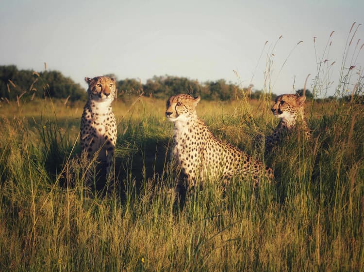 Cheetah Trio in Savanna