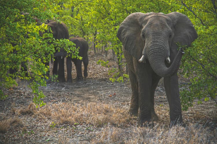 Elephants in Lush Savanna