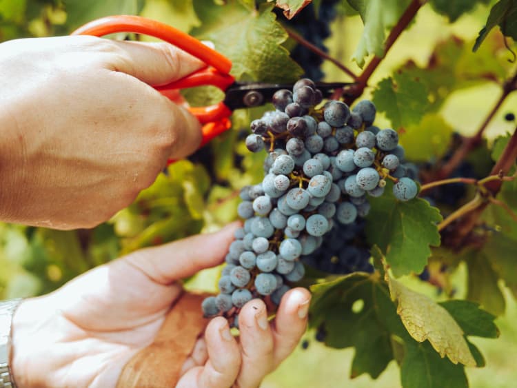 Harvesting Wine Grapes