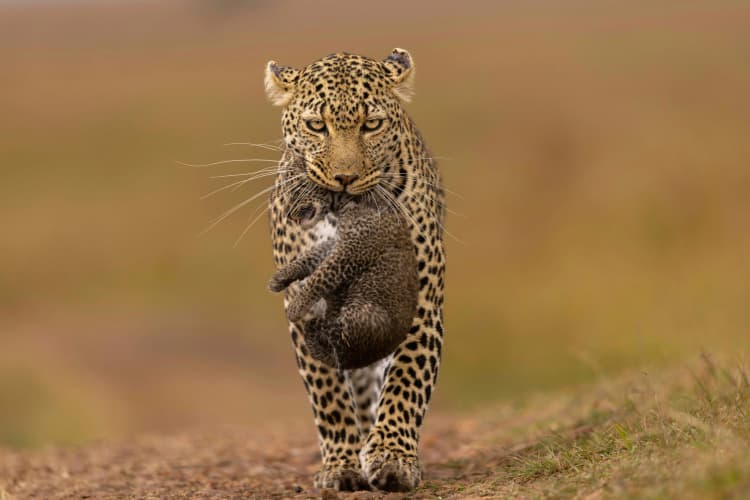 Leopard Carrying Cub