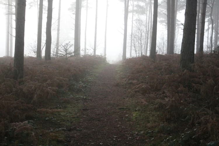 Misty Forest Path