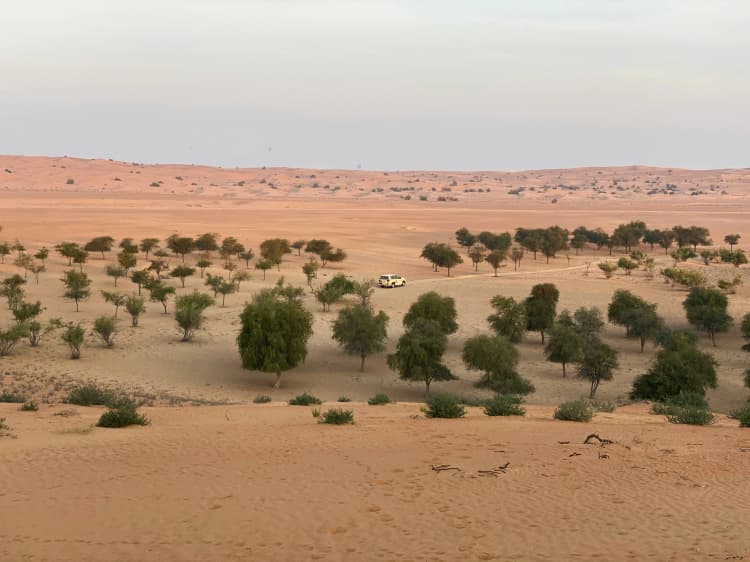 Desert Oasis with Vehicle