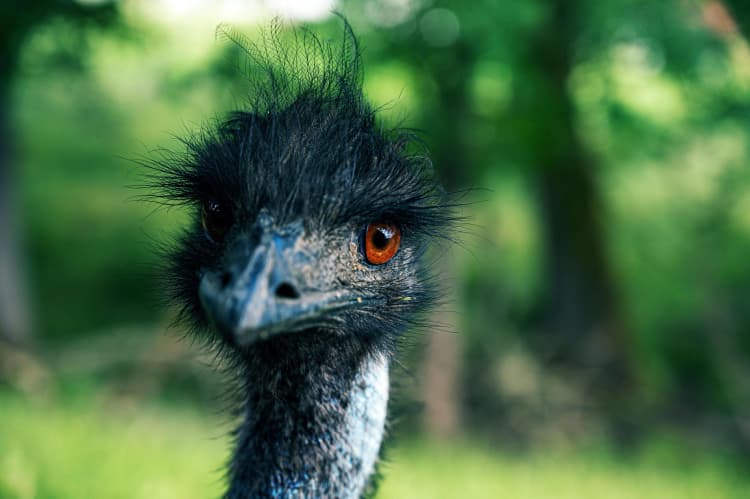 Inquisitive Emu Close-up