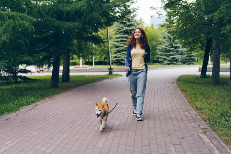 Joyful Park Dog Walk