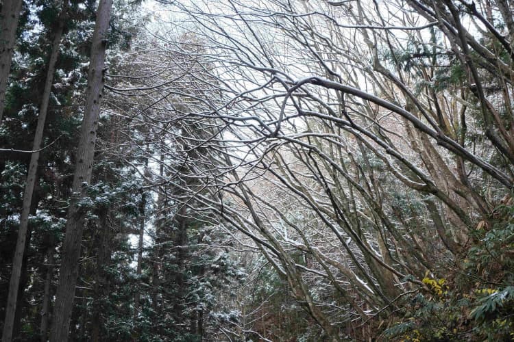 Snowy Forest Winter Scene