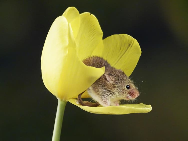 Mouse on Yellow Tulip