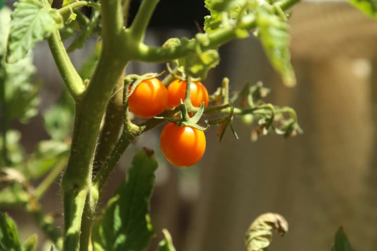 Ripening Tomatoes on Vine