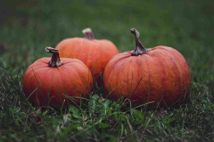 Autumn Pumpkins in Grass