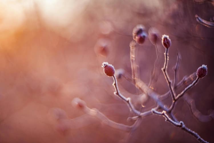 Frosty Buds at Dawn