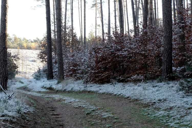 Frosty Forest Path