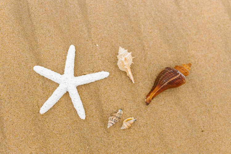 Seashells on Sandy Beach