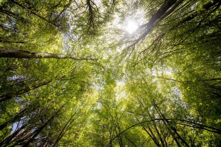 Sunlit Forest Canopy View