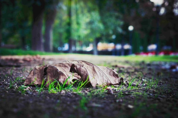 Autumn leaf in park