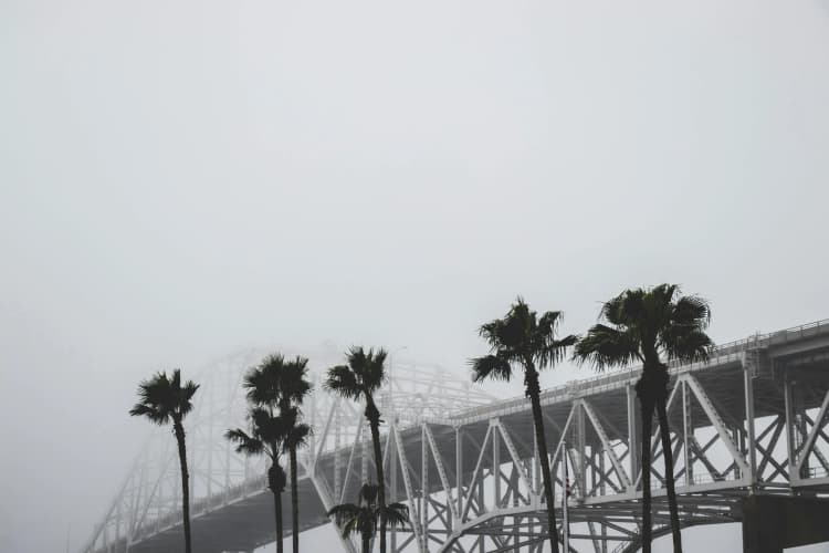 Foggy Bridge with Palms