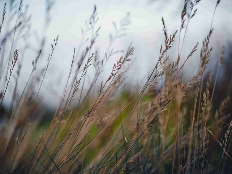 Misty Meadow Grass Stems