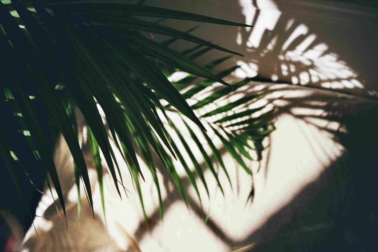 Palm Shadow Play