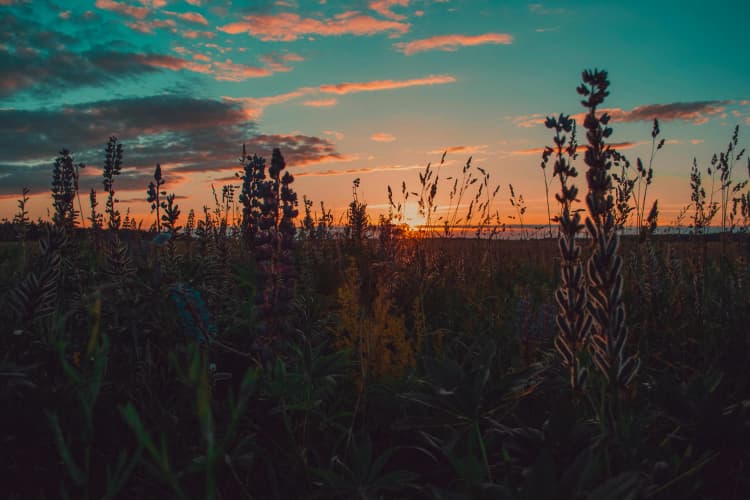 Sunset Over Wild Meadow