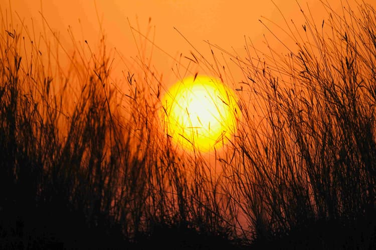 Sunset Through Tall Grass