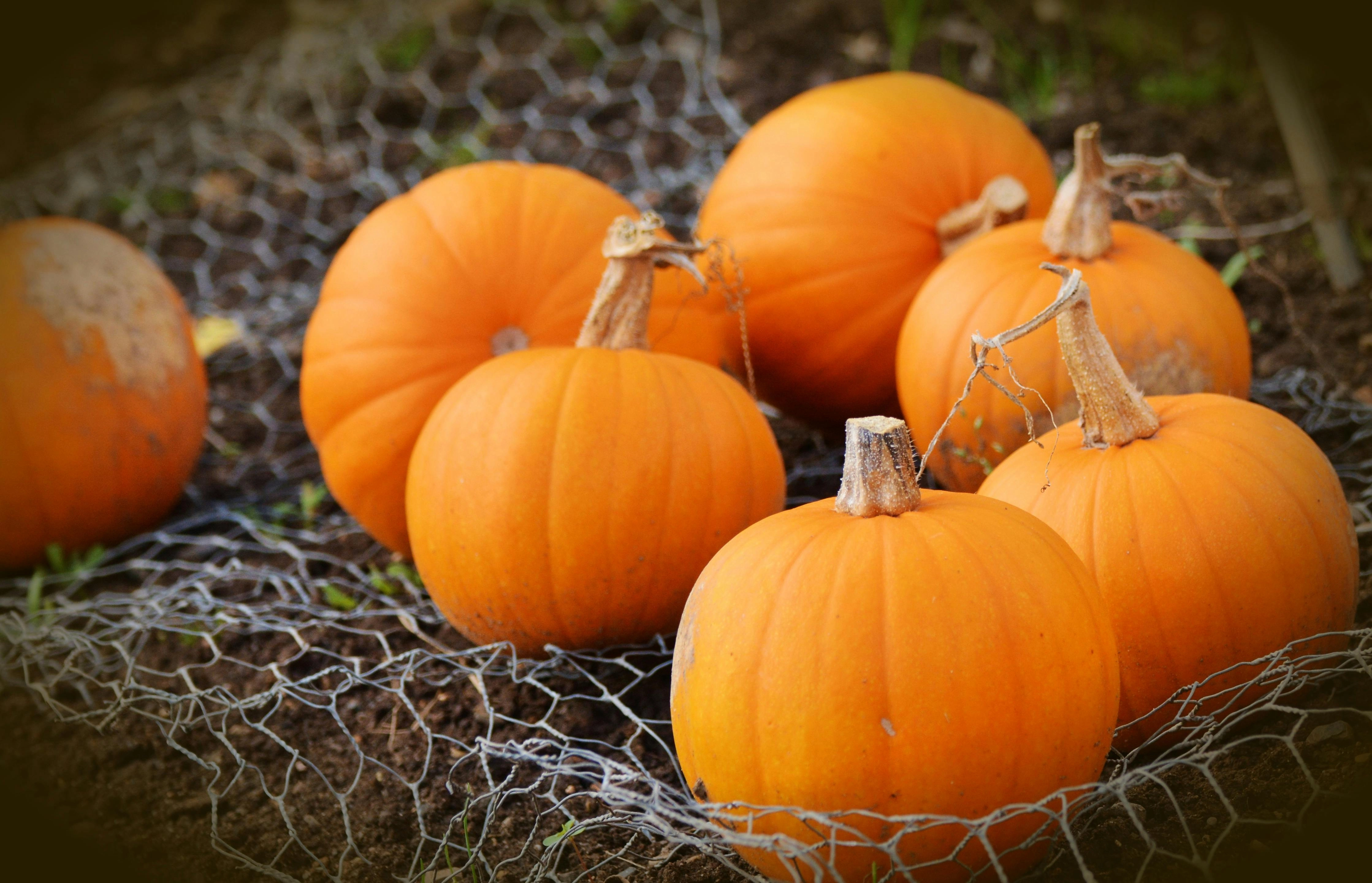 Autumn Pumpkins on Mesh