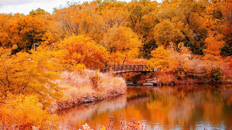 Autumn Bridge over Pond