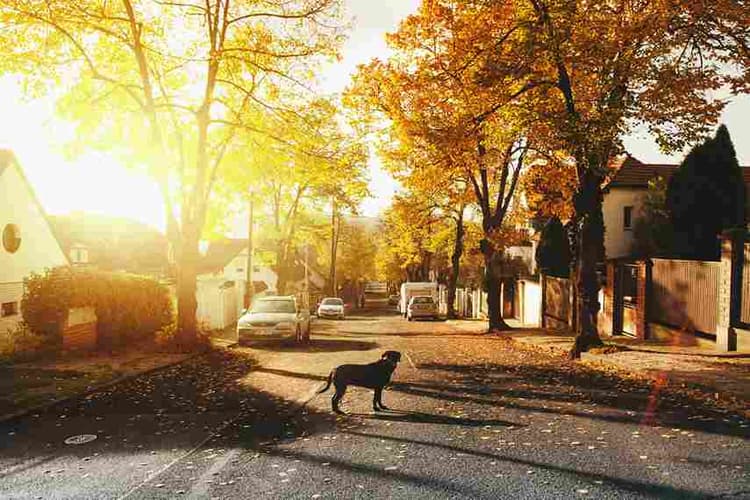 Autumn Street with Dog