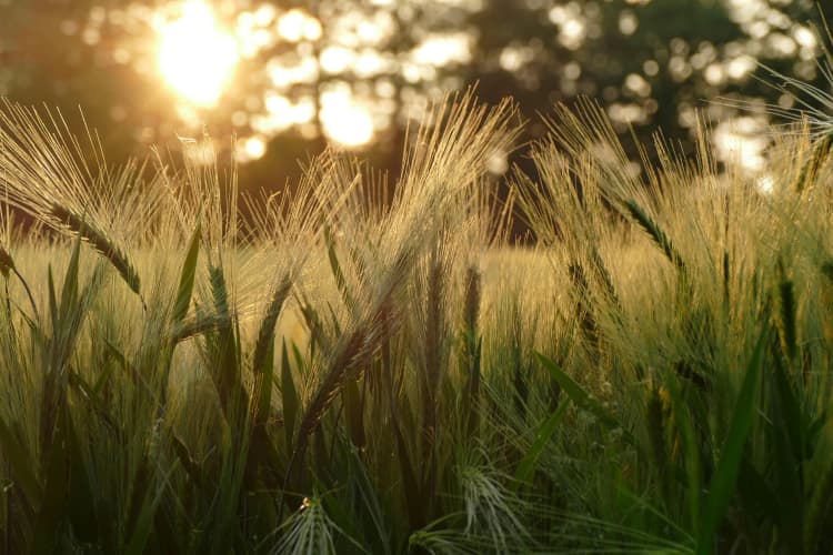 Golden wheat at sunset