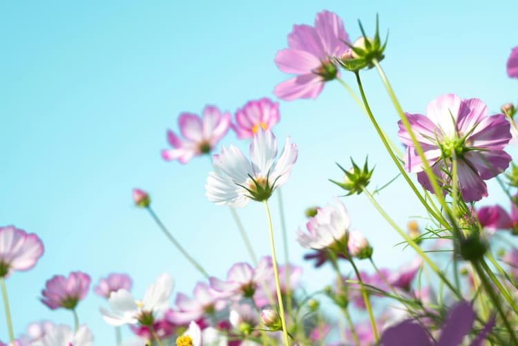 Cosmos Flowers in Spring