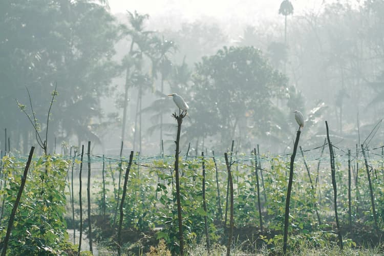 Egrets in Misty Garden