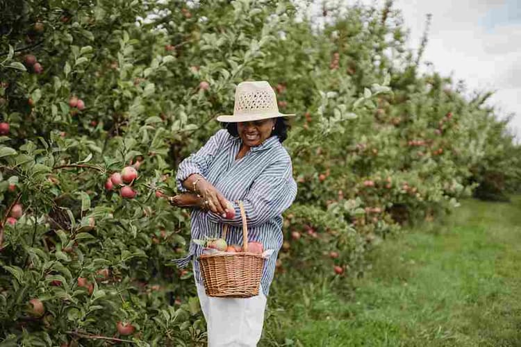 Apple Picking in Orchard